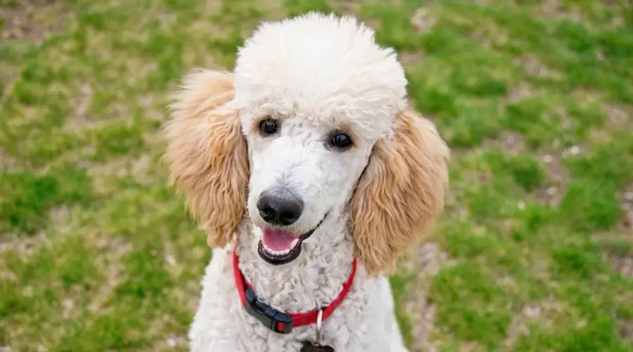 Caniche sentado en el césped en el parque para perros