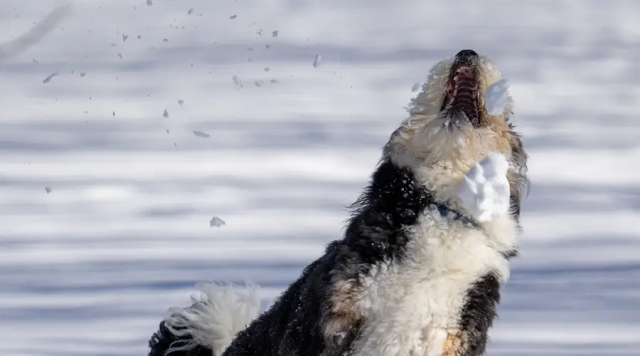 Mezcla de Caniche San Bernardo jugando en la nieve