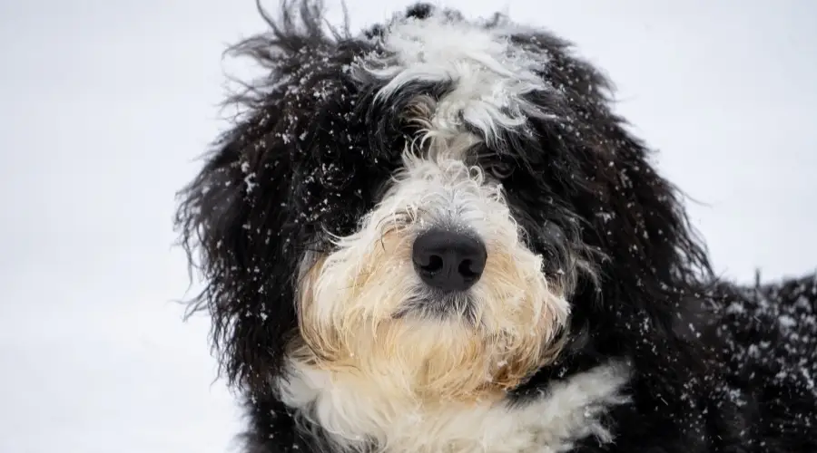 Saint Berdoodle afuera nieve en los ojos