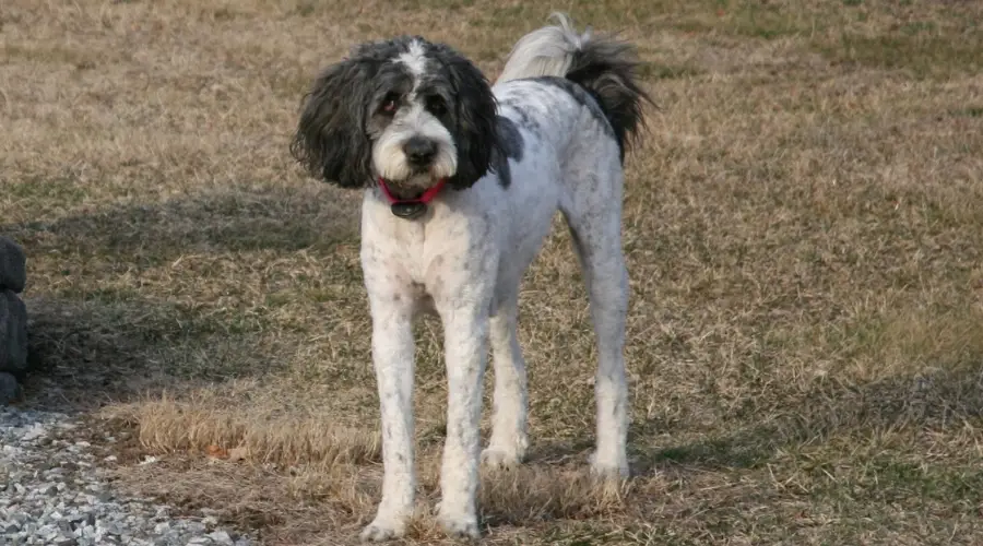 Saint Berdoodle jugando con otros perros