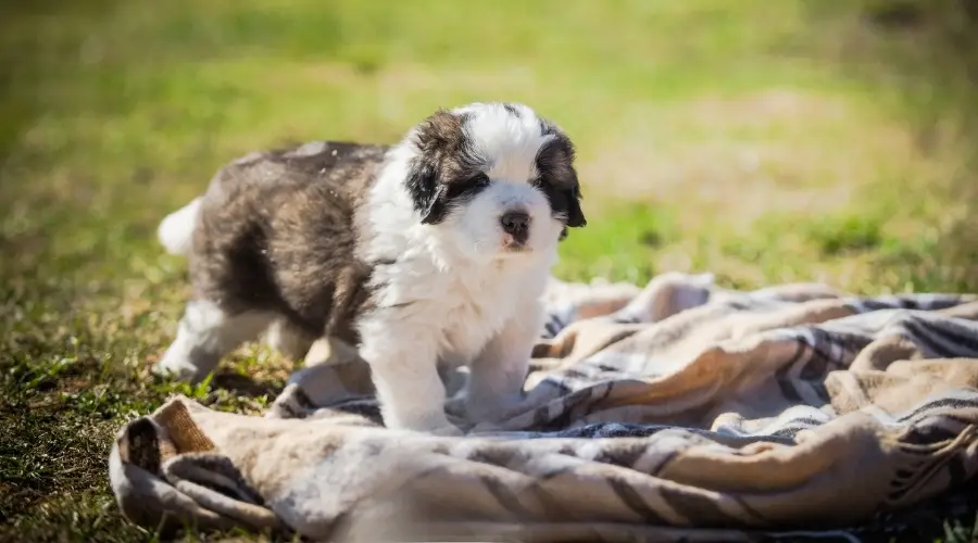 Cachorro San Berdoodle afuera