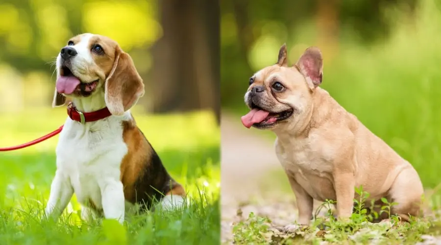 Dos perros felices sentados en la hierba