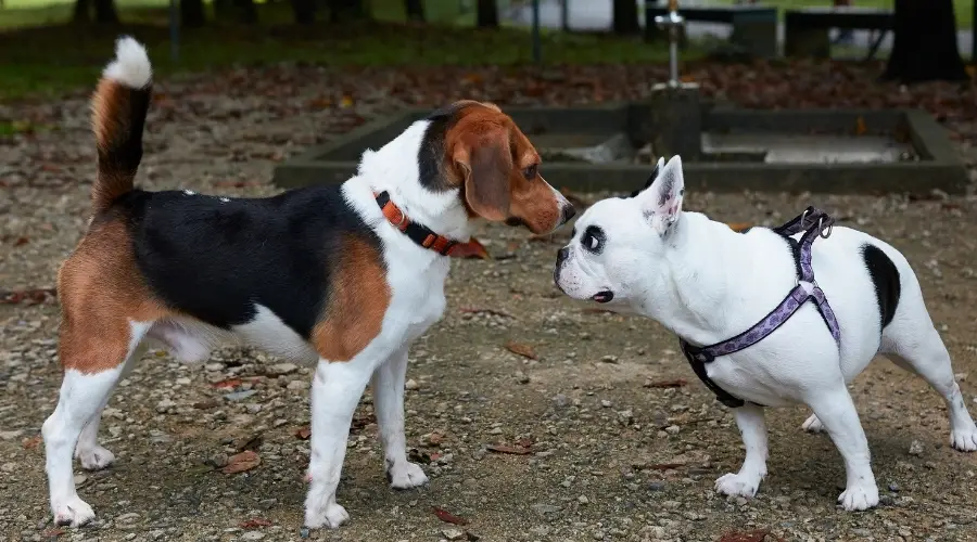 Dos perros se huelen