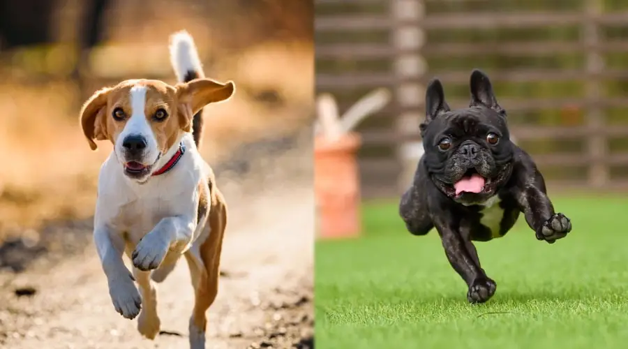 Perros corriendo que parecen felices