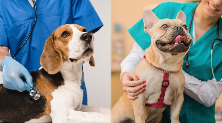 Dos perros en el veterinario siendo revisados