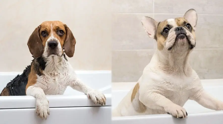 Hora del baño para dos perros