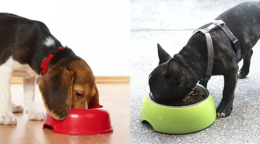 Perros comiendo de un cuenco rojo y uno verde