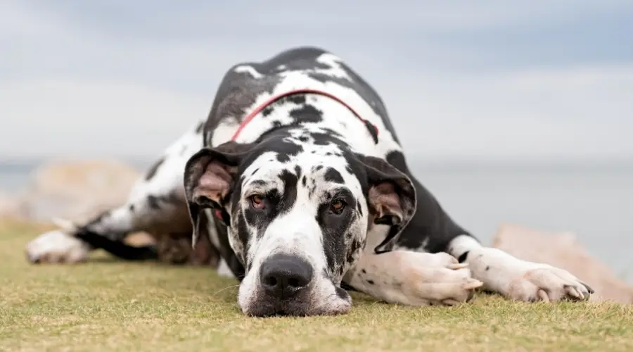 Perro manchado de raza gigante acostado