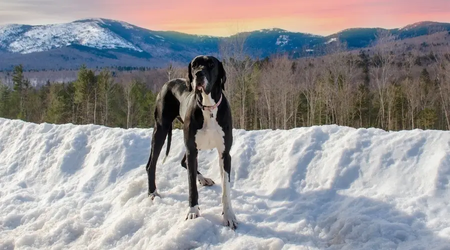 Perro blanco y negro en la nieve