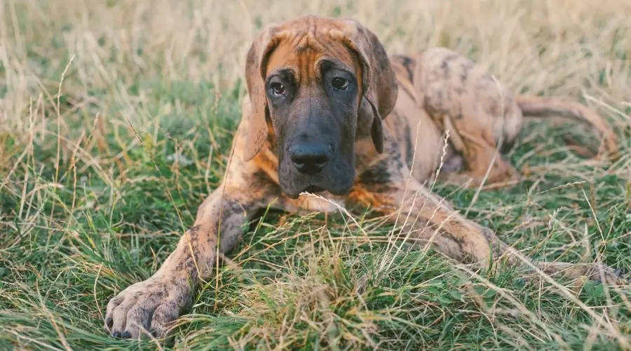 Cachorro atigrado gigante y saludable al aire libre