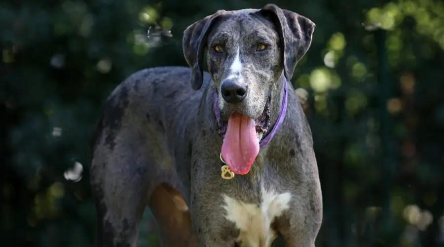 Perro gris peludo que necesita cuidados