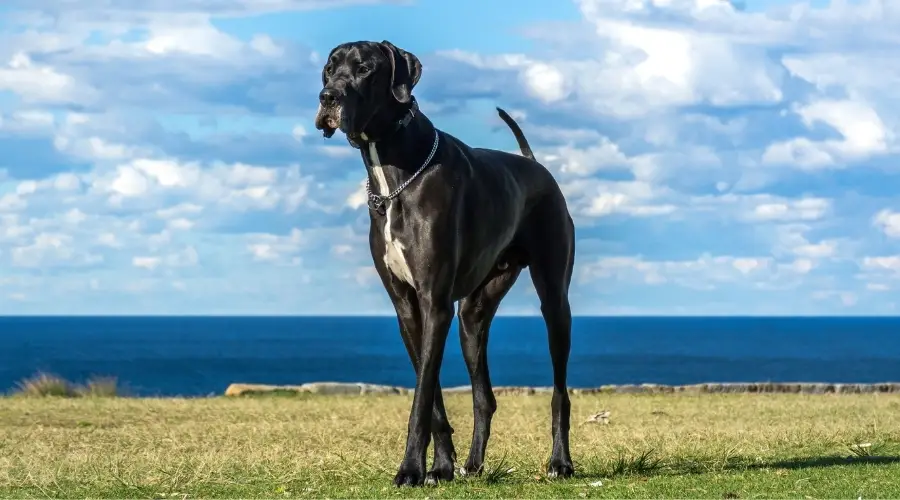 Perro blanco y negro del refugio