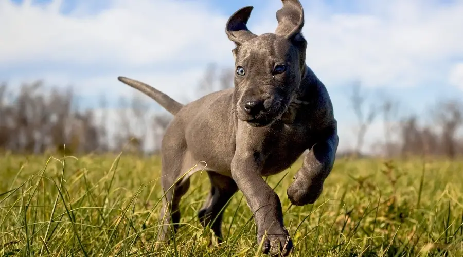 Cachorro con abrigo gris corriendo al aire libre