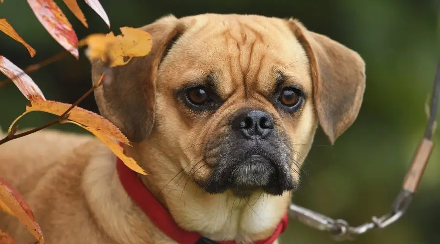 Perro mezcla de Pug y Beagle en otoño