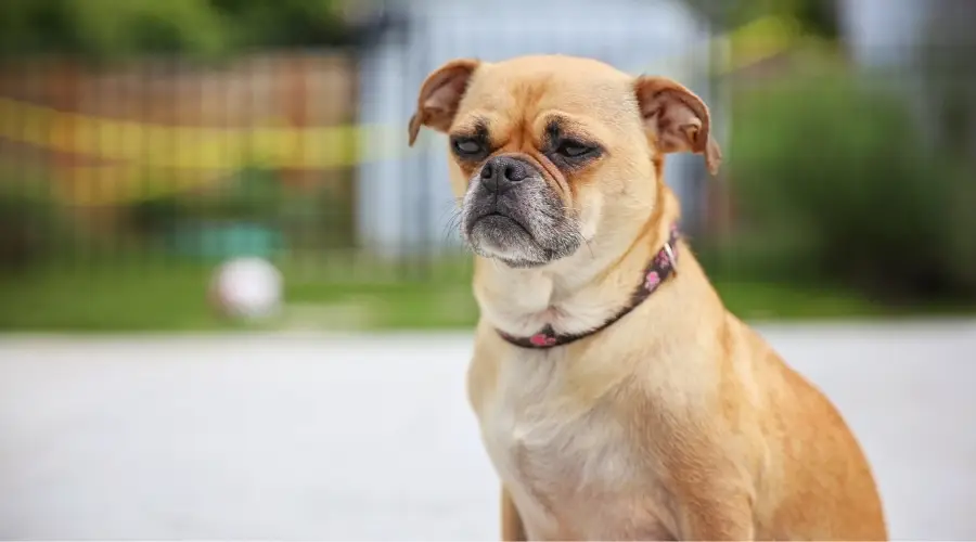 Perro mezcla de Pug y Chihuahua