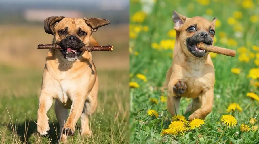 Perros Pug Mix Corriendo Con Palos