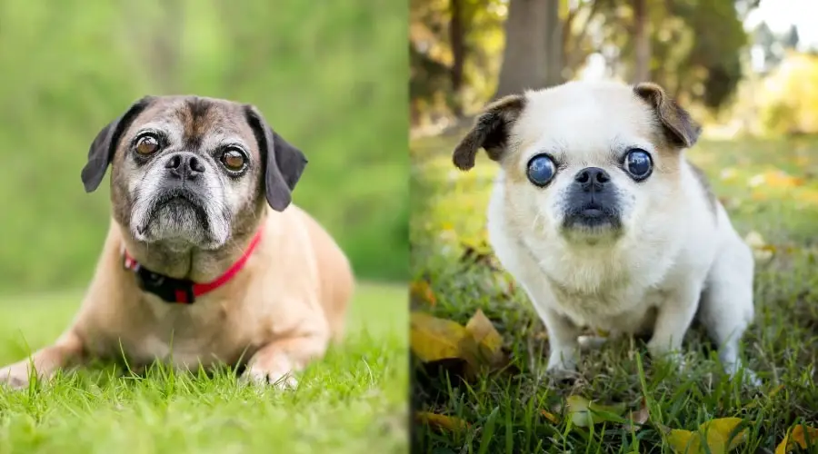 Perros mayores sentados en la hierba