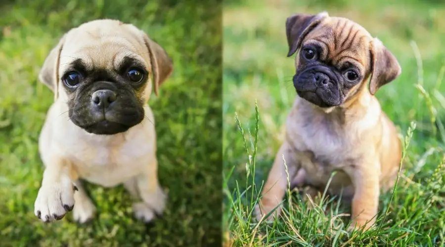 Cachorros sentados en la hierba