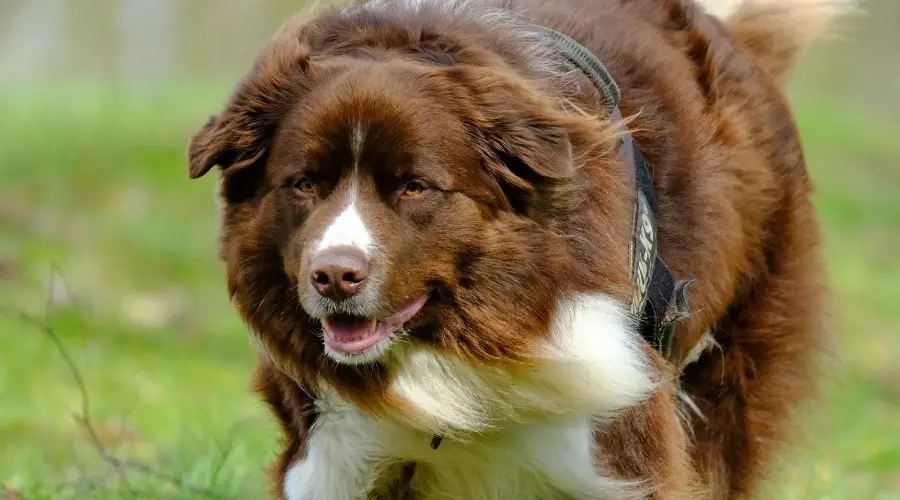 Border Collie Pirineos