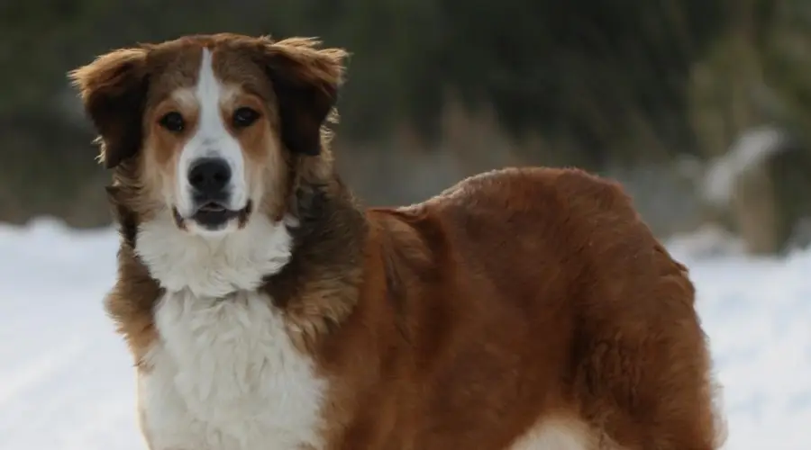 Perro de montaña de los Pirineos