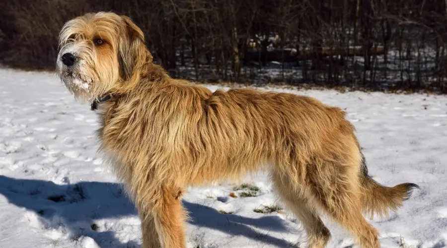 gran perro lobo