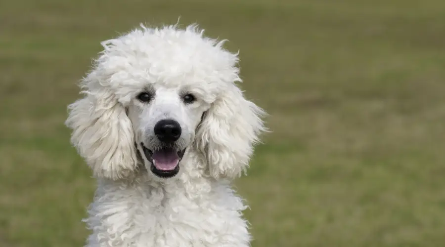 Caniche estándar al aire libre