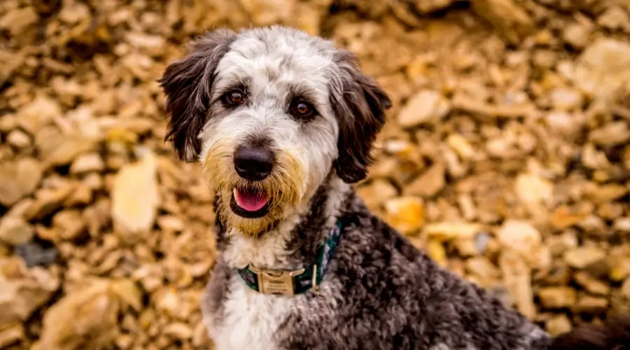 Mezcla de Border Collie Poodle al aire libre en otoño