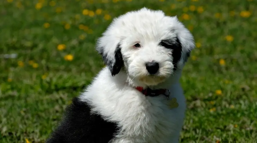 Caniche Border Collie jugando en el campo