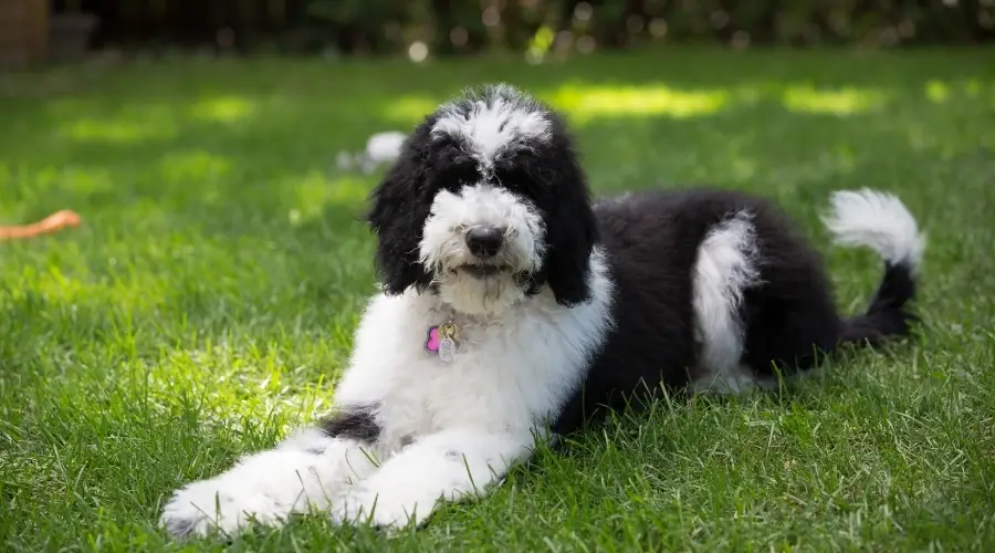 Bordoodle tendido en la hierba al aire libre