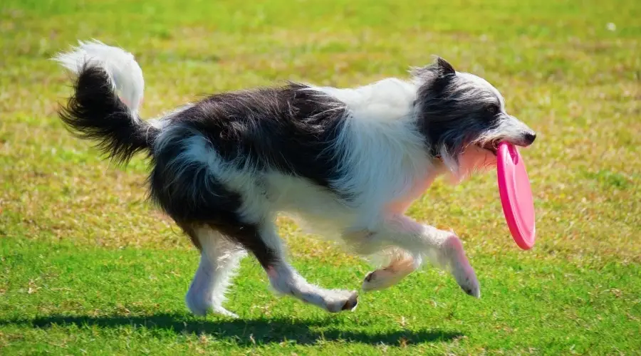 Bordoodle corriendo con frisbee