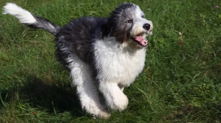 Bordoodle corriendo rápidamente en el parque