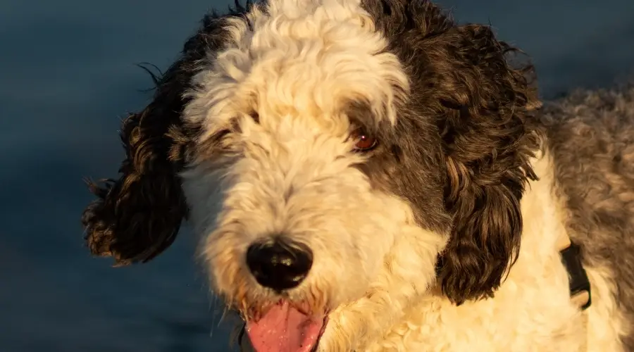 Caniche Border Collie al aire libre en el lago