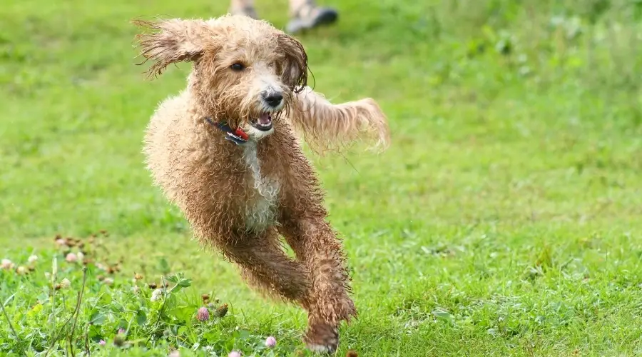 Bordoodle marrón corriendo