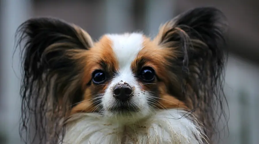 Perro pequeño con tierra en la nariz