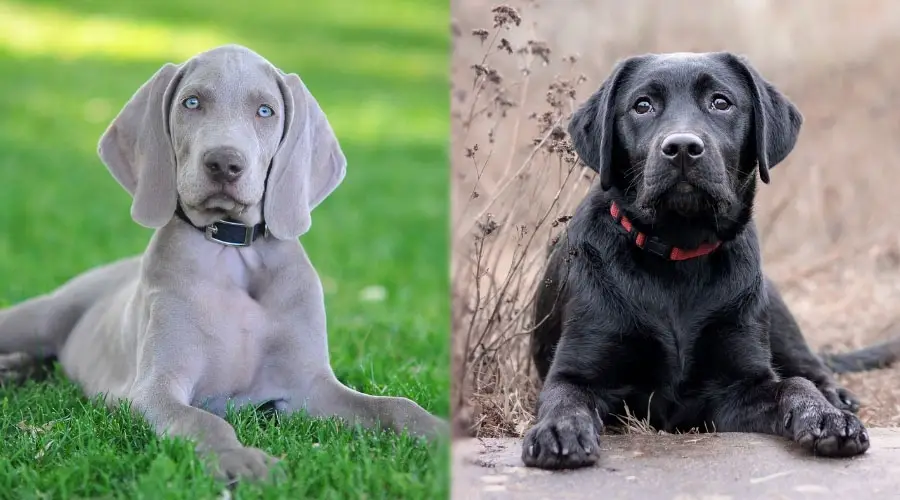 Perro joven gris con ojos azules y perro negro joven