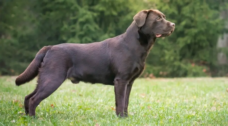 Perro marrón chocolate parado afuera