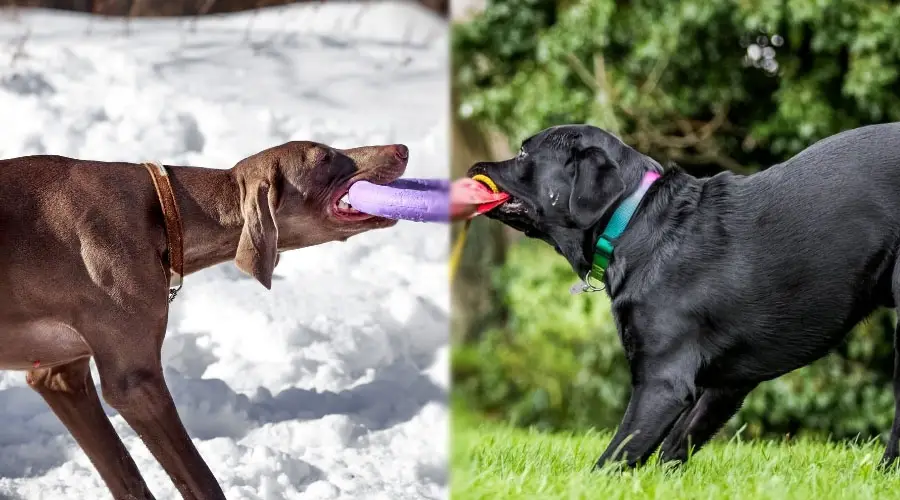 Perro gris oscuro y perro negro jugando al tira y afloja