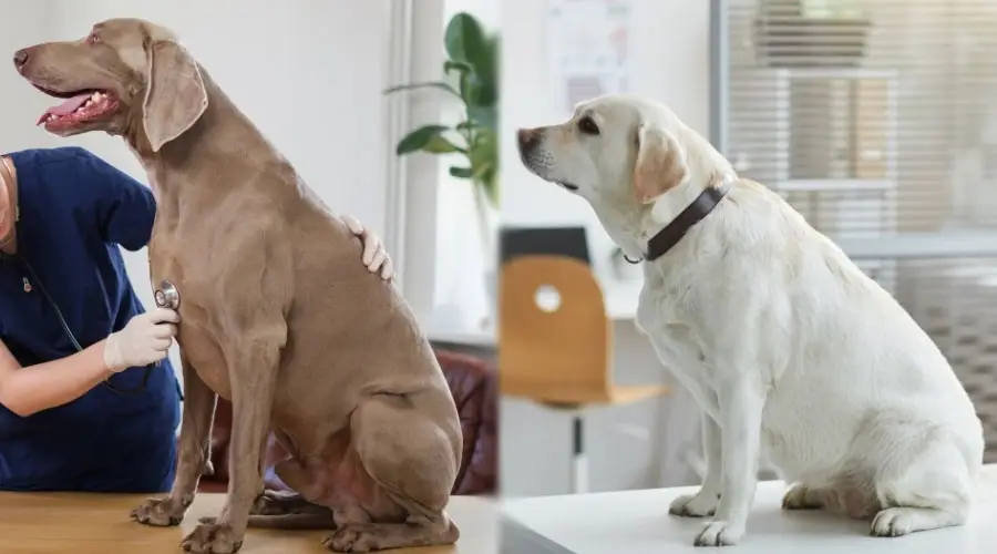 Perros adultos grises y blancos en el veterinario