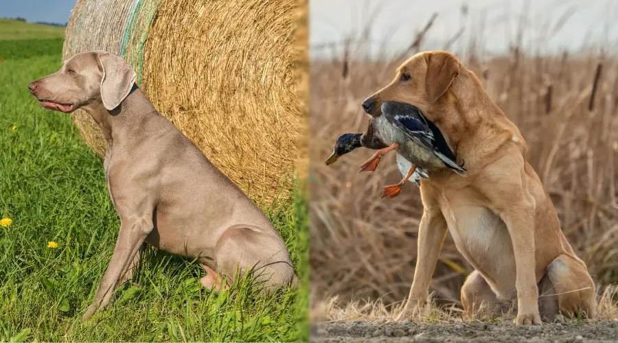 Perros bien educados sentados afuera