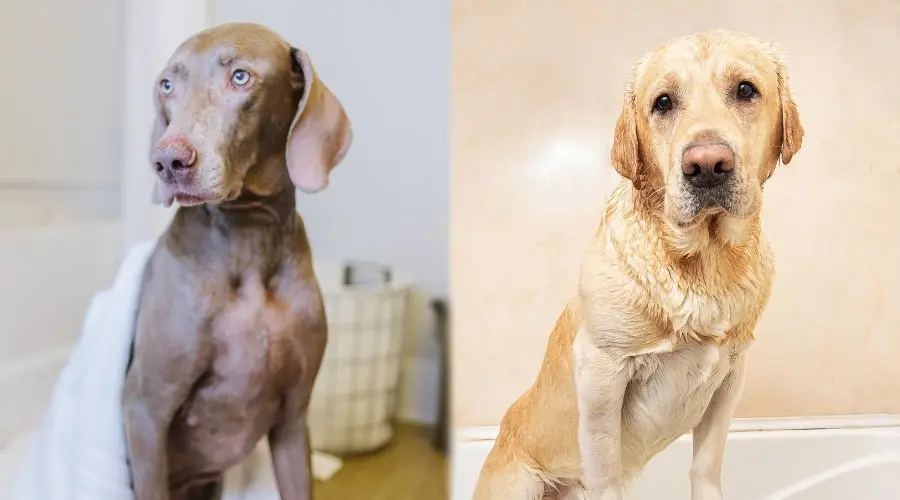 Perros grises y rubios se limpian después del baño