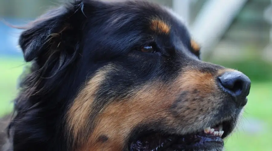 San Rottweiler