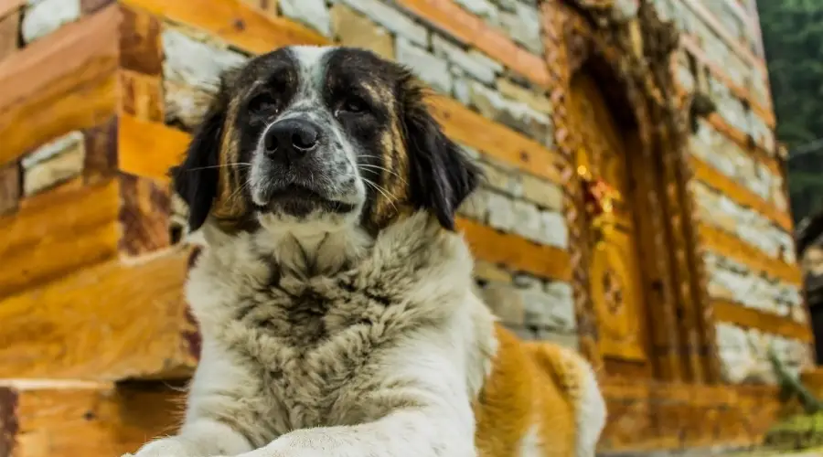 Perro saintkita acostado