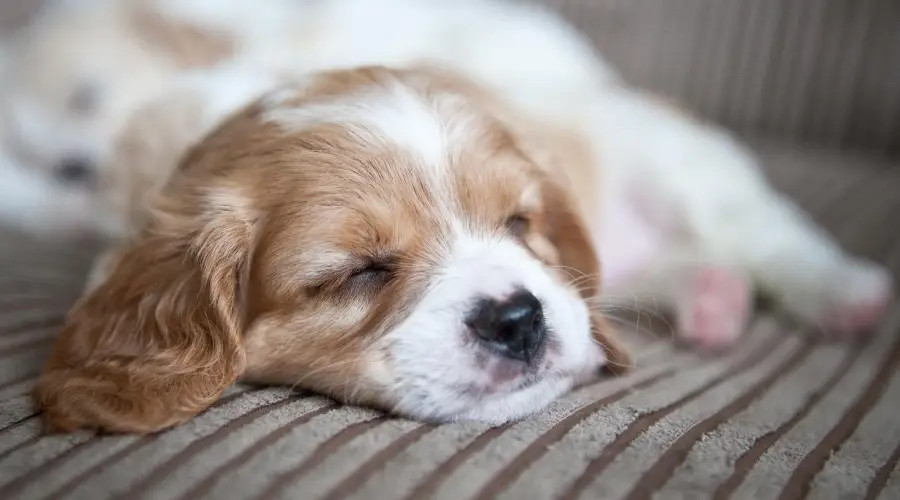 Cachorro Cavachón