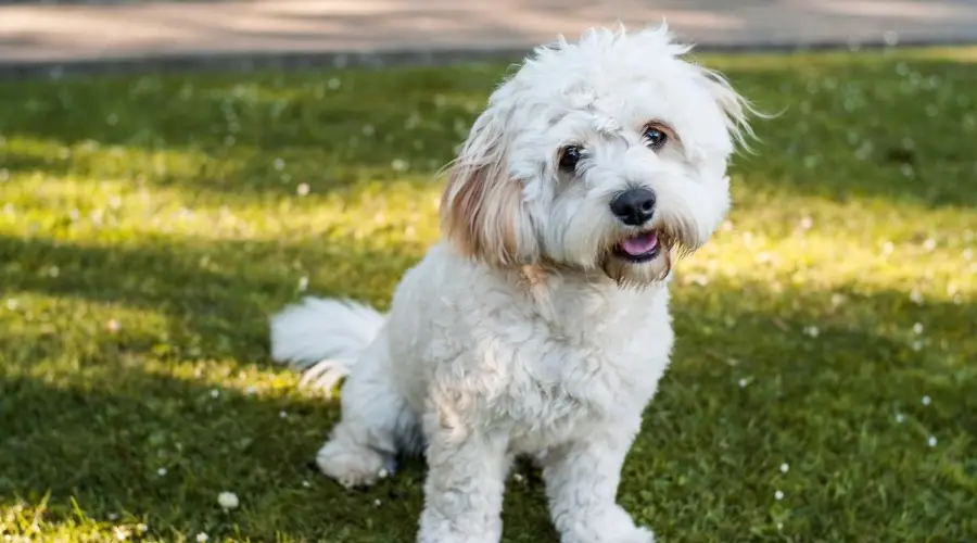 bichón yorkie