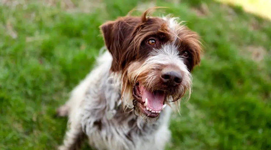 Perro desaliñado feliz sentado al aire libre