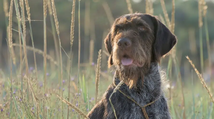 Perro marrón desaliñado en un campo