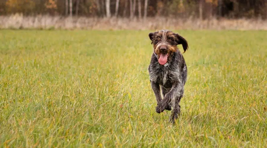 Perro marrón y gris corriendo al aire libre