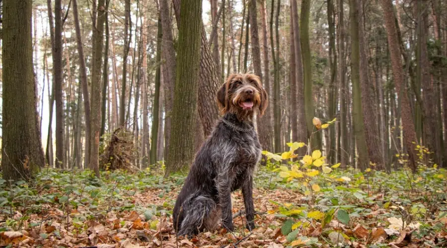 Perro feliz desaliñado sentado en el bosque