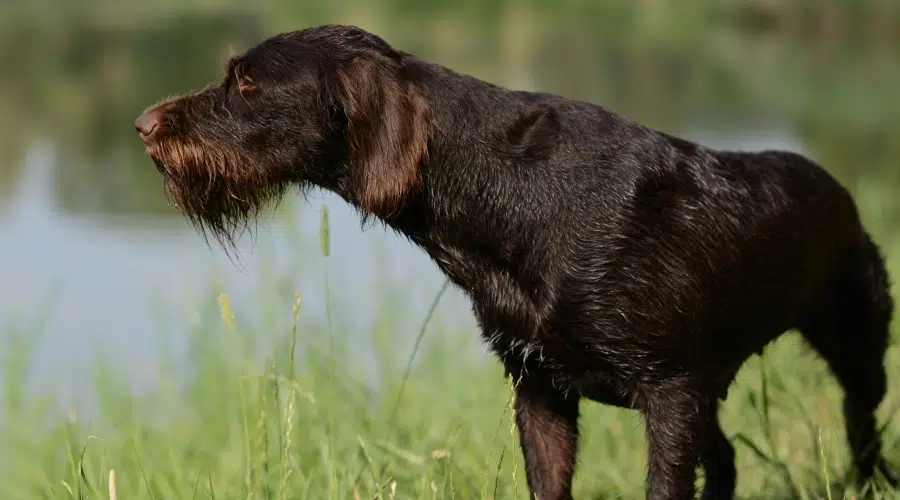 Perro marrón desaliñado olfateando al aire libre