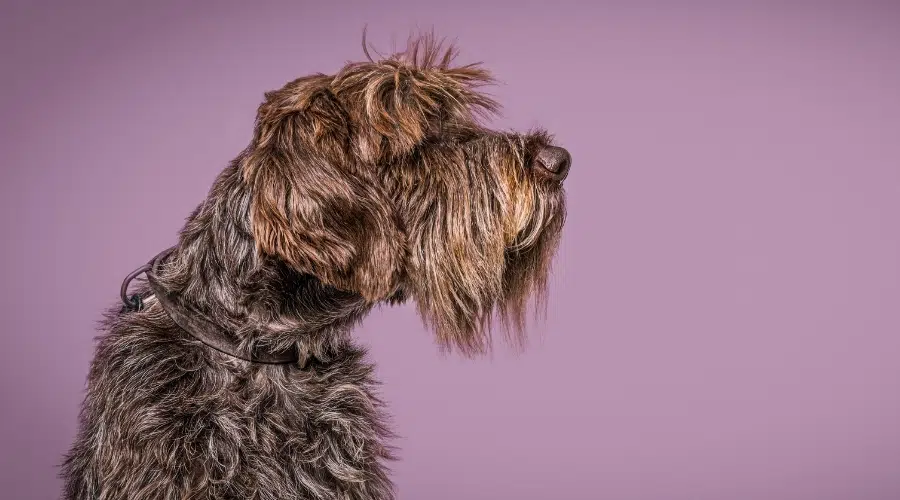 Perfil de perro marrón desaliñado con fondo morado